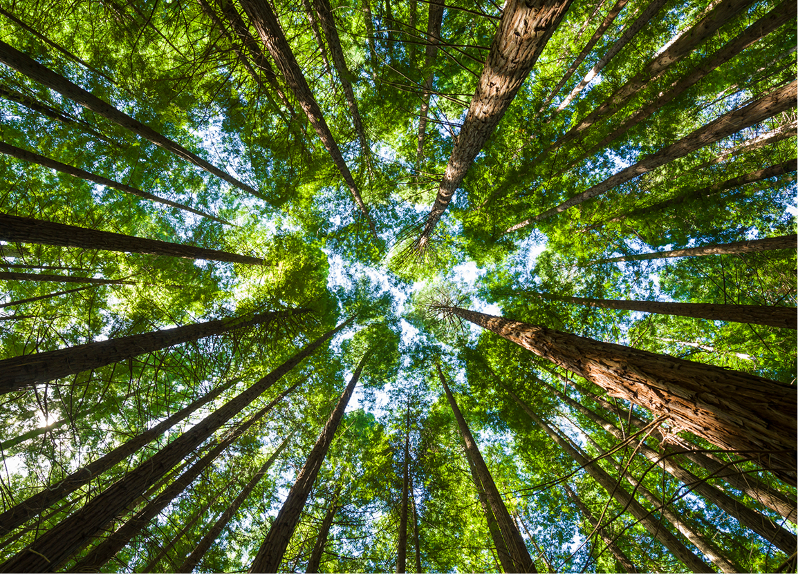 Vista de un bosque desde abajo